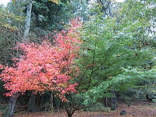 冒険の森入口モミジ紅葉風景